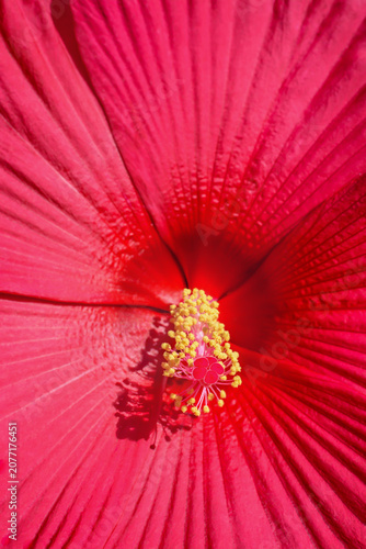 Center of magenta hibiscus flower, selective focus