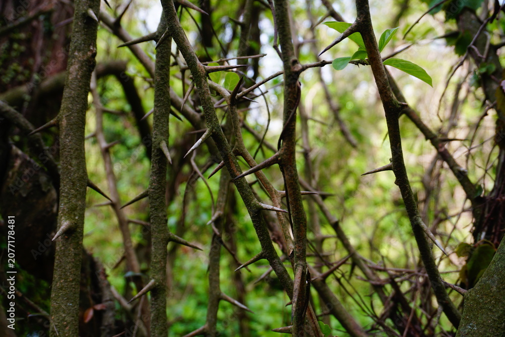 Fototapeta premium Close up of sharp thorns on a branch