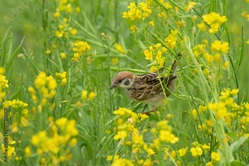 Small brown sparrow perched among yellow rapeseed flowers
