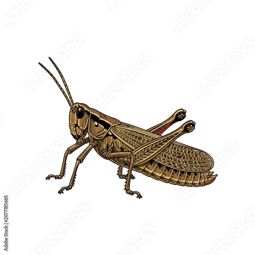 Detailed illustration of a grasshopper isolated on white background for various uses
