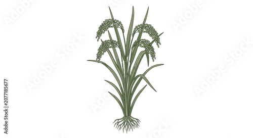 Detailed illustration of rice plant with root system on white background
