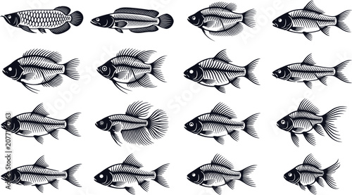 Black and white of various fish species, ichthyology collection marine