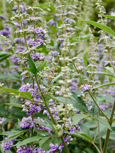 Foto Purple Chaste Tree Flowers Blooming in a Garden