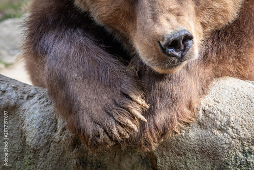 Tableau sur toile Brown bear resting paws and snout on rock
