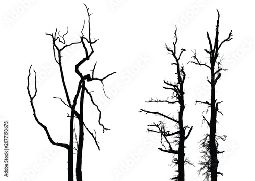 Silhouettes of trees isolated on white. Black and white vector illustration
