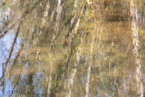 Birch tree reflections in a pond image in horizontal format for background use