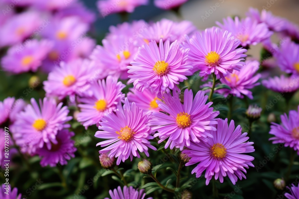 Fototapeta premium Aster outdoors blossom flower.