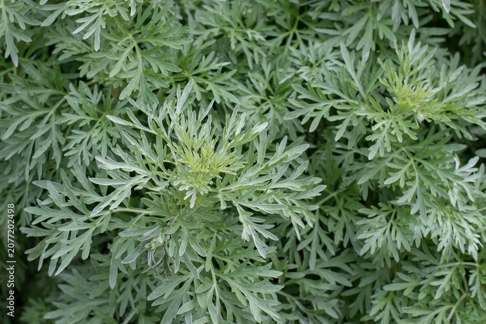 Fototapeta premium Young Artemisia absinthium shoots with silvery green foliage close up