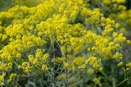 Photos Glastum or Isatis tinctoria blooms in soft natural light