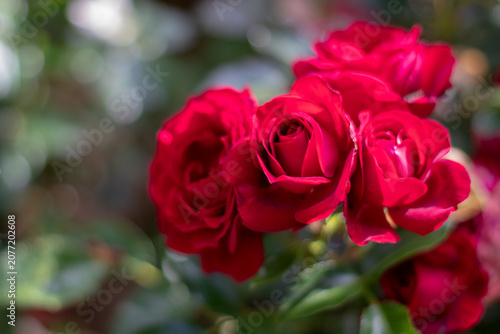 Red rose flowers in a small bunch with soft garden bokeh