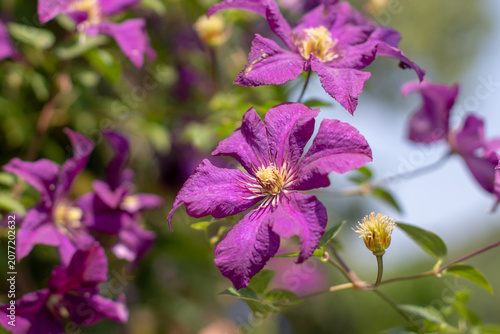 Fotografie Purple clematis vine with velvety flowers in soft garden bokeh