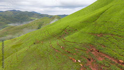 Green mountain in Xaysomboun Province, Laos
