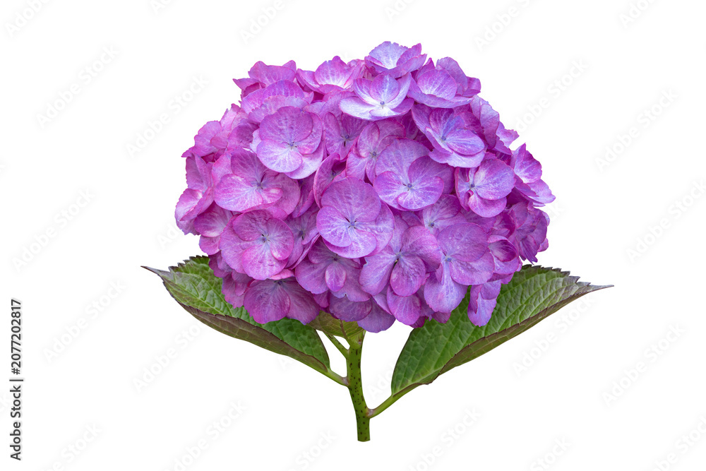 Fototapeta premium Hydrangea macrophylla bloom with purple veined petals isolated transparent png