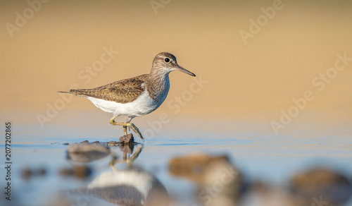The Common Sandpiper (Actitis hypoleucos) is a wetland bird that feeds on mollusks near lakes and streams. It is a bird widely distributed across Asia, Europe, Africa, and Australia.
