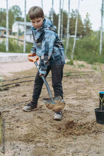 caucasian boy plants a dogwood shrub on their countryside property
