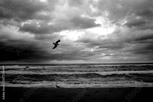 Seagull flying over the ocean in a dramatic black and white shot