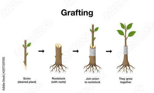 Obraz na plátně Scientific diagram illustrating plant grafting method, detailing step by step pr
