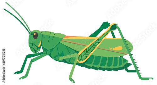 Bild auf Leinwand Green grasshopper illustration on a white background detailed anatomical feature