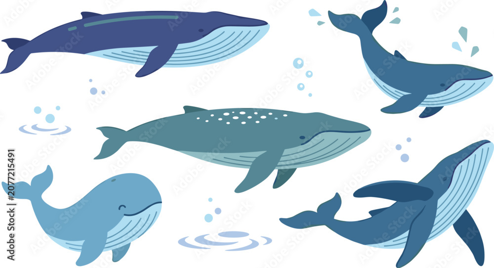 Fototapeta premium Blue Whale and Humpback Whale Vector Icon Set Featuring Various Cute Swimming Poses Water Splashes and Bubbles for Ocean Marine Life Graphic Designs