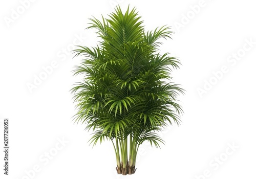 A tall, lush green palm plant with long, arching fronds and a thick trunk. isolated on white background