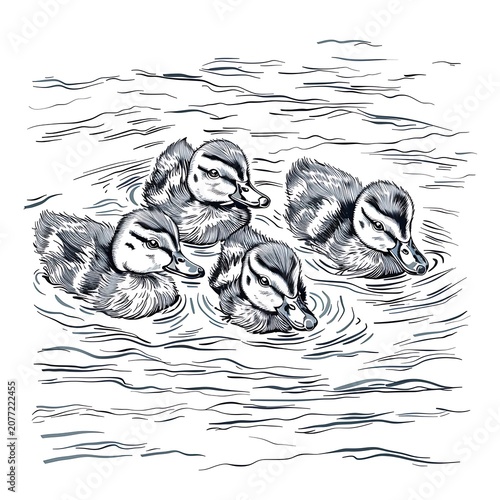 Hand drawn pencil sketch of four small ducklings swimming on water surface with ripples