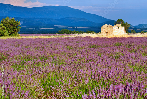 Lavender field at sunset in Provence, France.