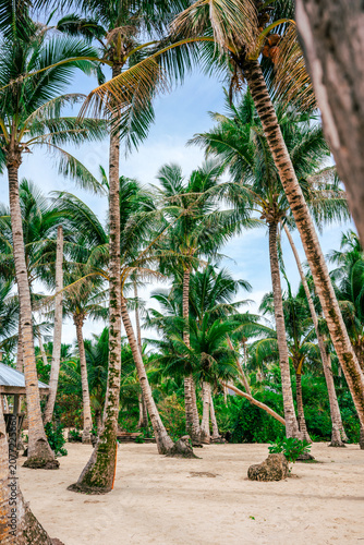 Tall coconut palms rise from sandy tropical ground with a beach bungalow visible among the lush green vegetation.