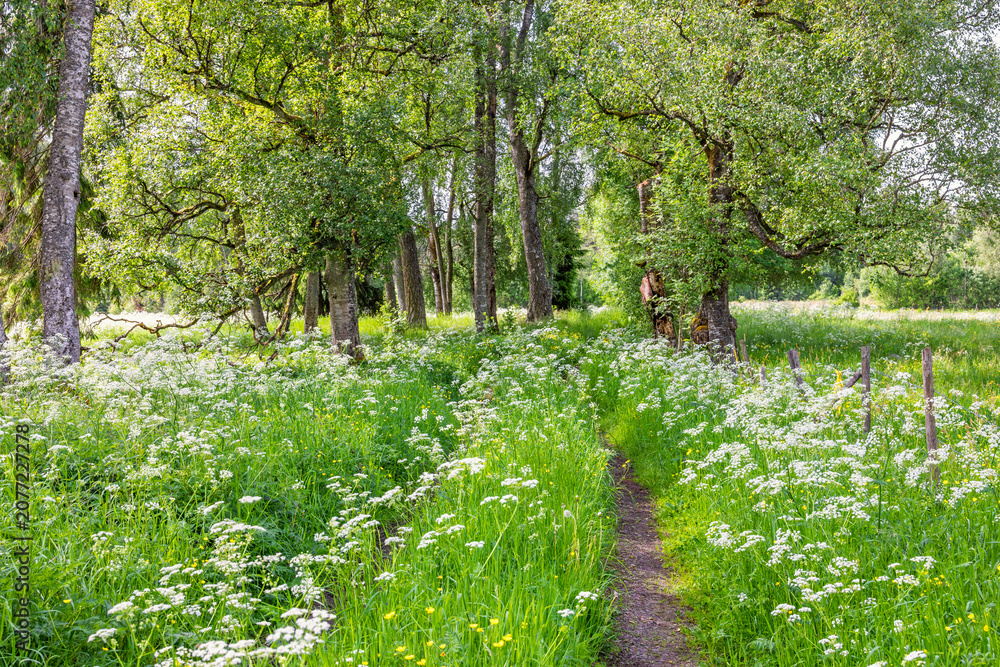 Fototapeta premium Path in lush green birch grove with flowering cow parsley in a meadow