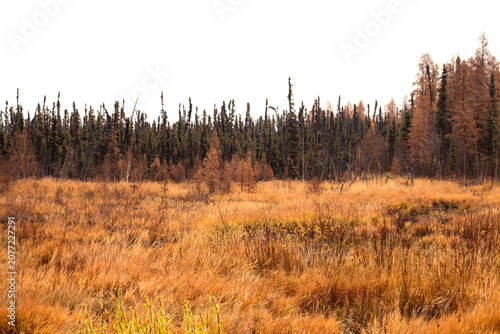 Colorful plants in autumn in Canada