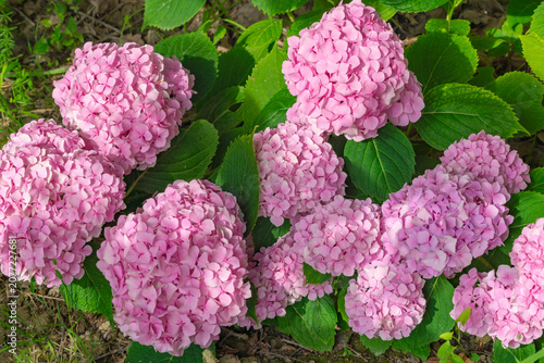 A bush of blooming hydrangea in the garden