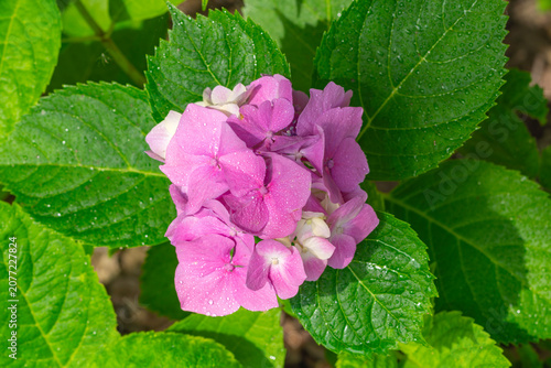 Blooming hydrangea with dew drops