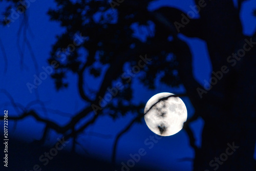 Halloween horror scene with trees and full moon in misty night forest