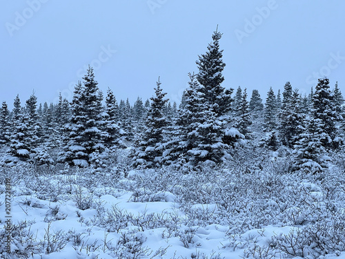 Snowy day in interior Alaska