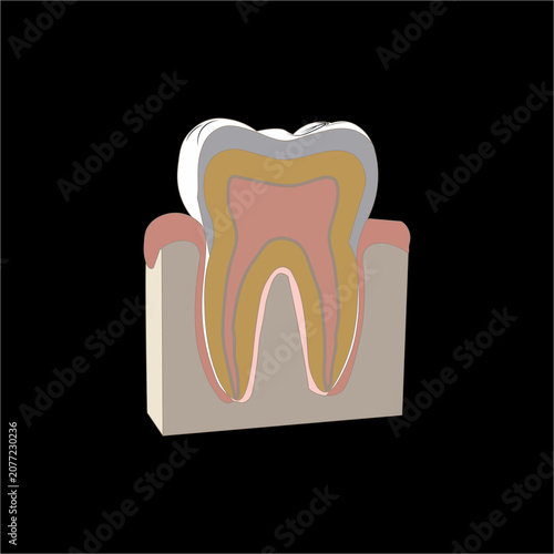 Tooth anatomy illustration vector graphic with cross section detail