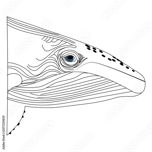 Blue Whale Head Portrait Minimalist Vector Illustration On Black Background