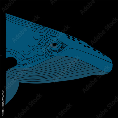 Blue Whale Head Portrait Minimalist Vector Illustration On Black Background