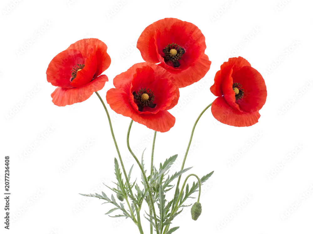 Obraz premium Red Poppy Flowers With Stems On Transparent Background