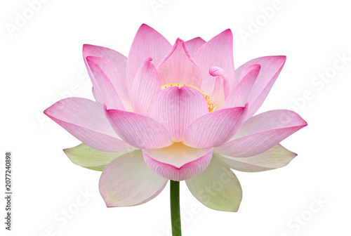 Cuadro en lienzo Pink lotus flower bloom on transparent background