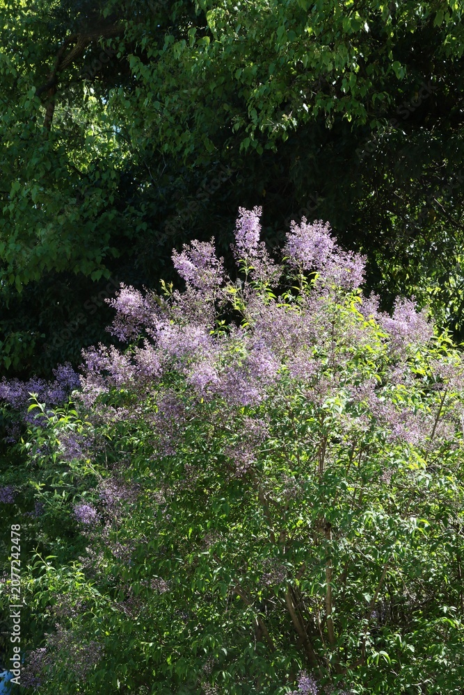 Obraz premium lila fragrante flowers of lilac bush