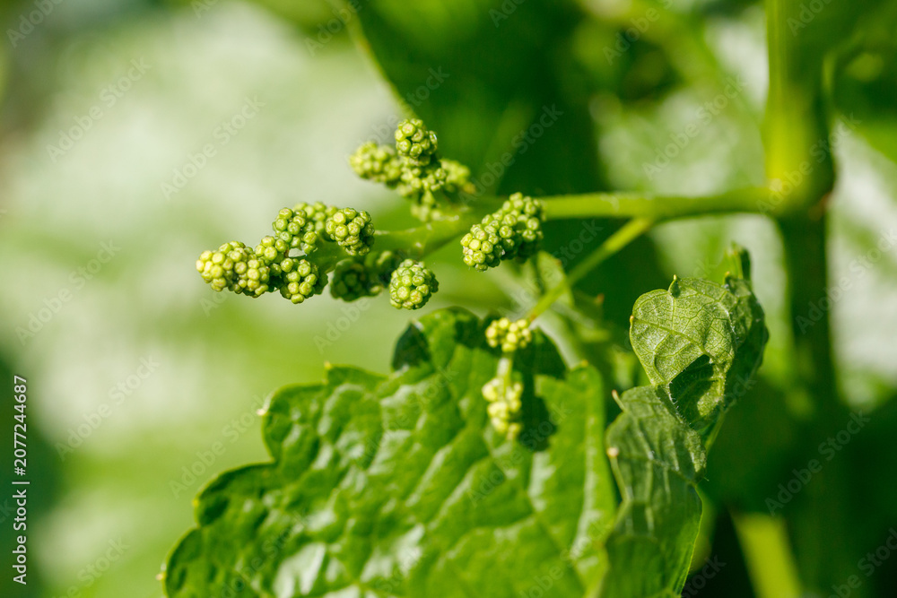 Fototapeta premium Green grape clusters form on a vine