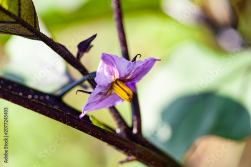 Close-up of a vibrant purple eggplant flower blooming in a vegetable garden.