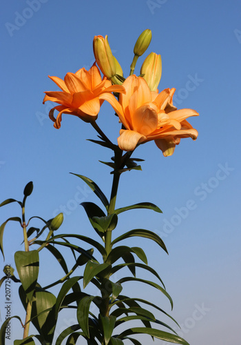 Schilderij op canvas pretty orange flowers of lilies in the garden