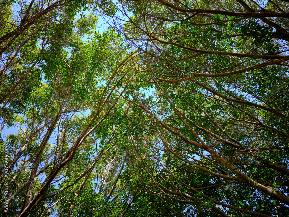 Fototapeta premium Fresh woodland scenery with blooming nature