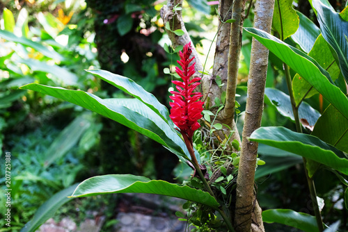 Fresh blooming red ginger plant flower in tropical garden