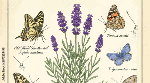 Valokuva A vibrant botanical illustration showcasing a lavender plant surrounded by various butterfly species in a natural setting