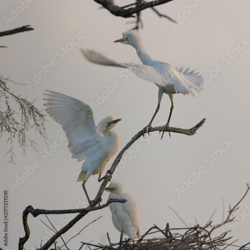 Foto Two Western cattle egrets (Ardea ibis) fighting in a tree at a lagoon in the Camargue, France
