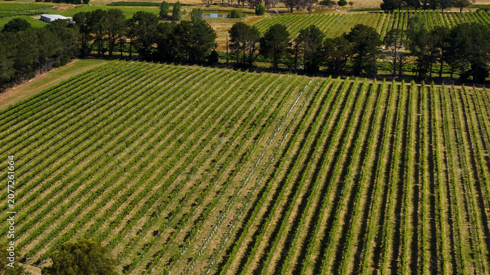 Fototapeta premium Aerial View of Symmetrical Green Vineyard Rows in Canberra Australia