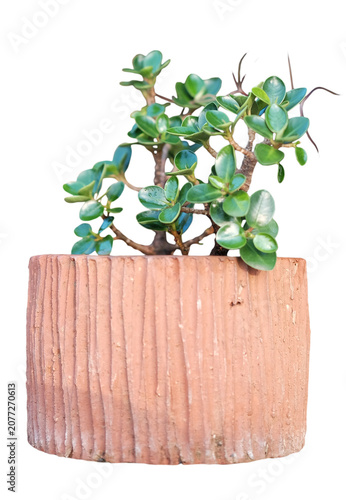 Fresh beautiful succulent in blown clay pot