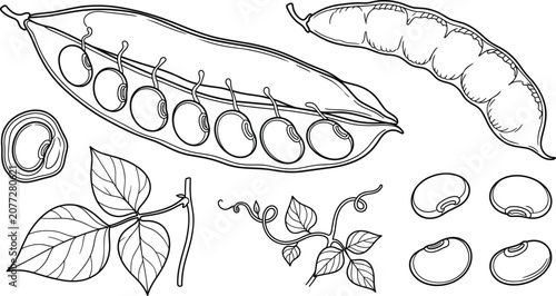 Konstfotografi Fresh green beans and peas in pod line art collection with leaves and seeds vector illustration