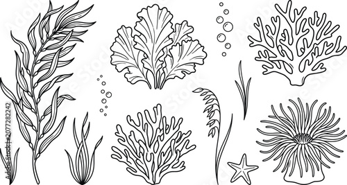 Bild auf Leinwand Underwater sea plants and coral reef collection with seaweed kelp algae and anemone vector illustration